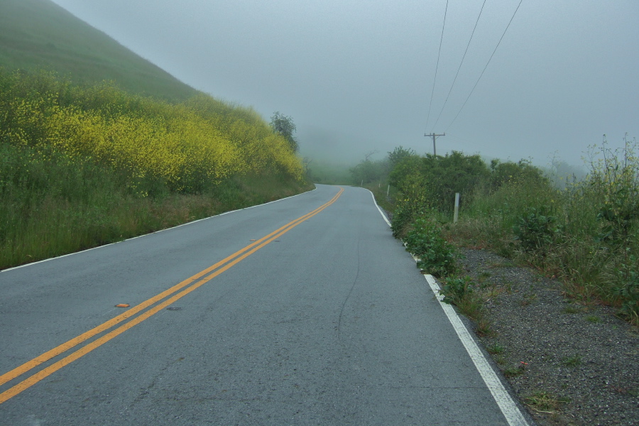 Mustard blooms alongside the road as I head up into the fog.