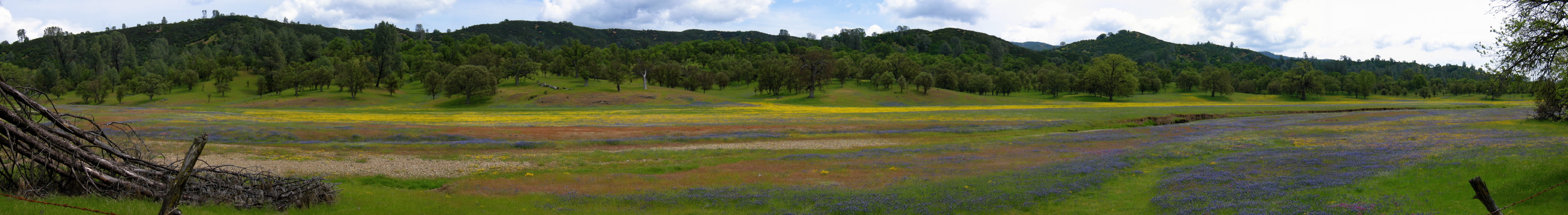 Wildflowers in Upper San Antonio Valley Panorama