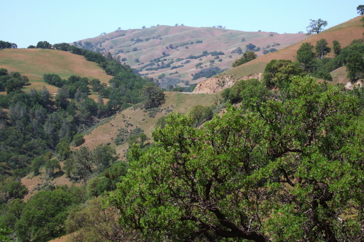 View down Arroyo Mocho, on the lower portion of Mines Rd.