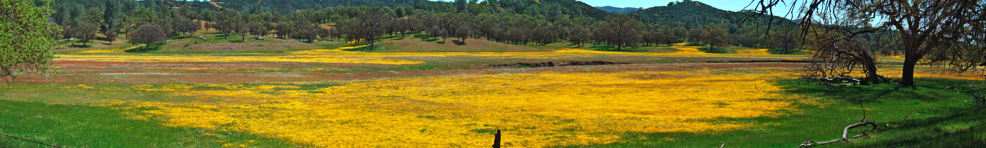 Wildflowers in Upper San Antonio Valley (4).