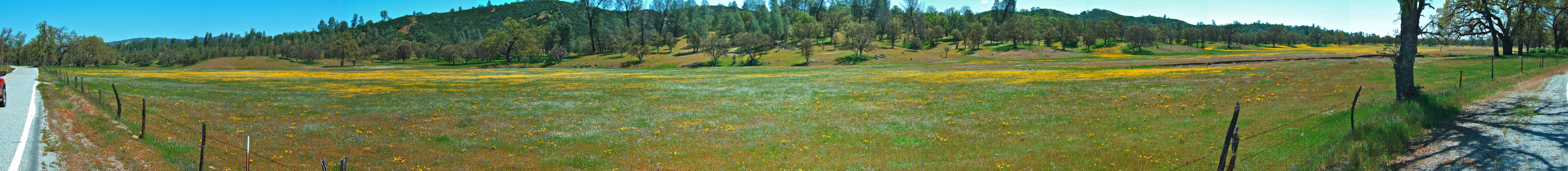 Wildflowers in Upper San Antonio Valley (5).