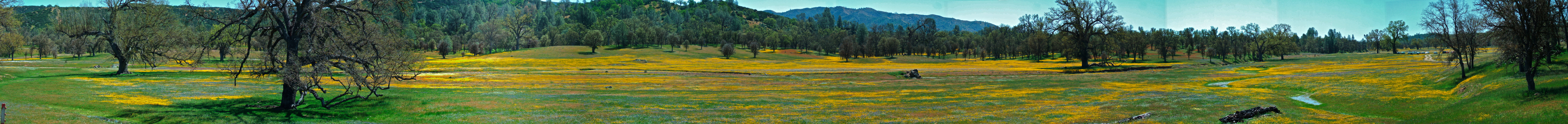 Wildflowers in Upper San Antonio Valley (1).