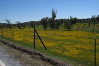 A sea of yellow in San Antonio Valley (2080ft)
