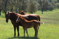 A Mare and Foal in San Antonio Valley (2070ft)