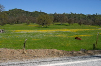 A cow rests among the wildflowers. (2070ft)