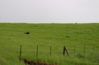 A wild turkey, magpies, and the top of a cow's head on Calaveras Rd. (1100ft)