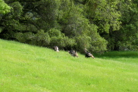 More wild turkeys near the road.