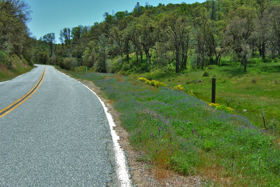 Lupines along Mines Rd. near Eylar Summit.