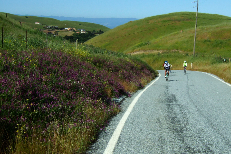 Purple lupine and mustard alongside the road on the Calaveras Wall