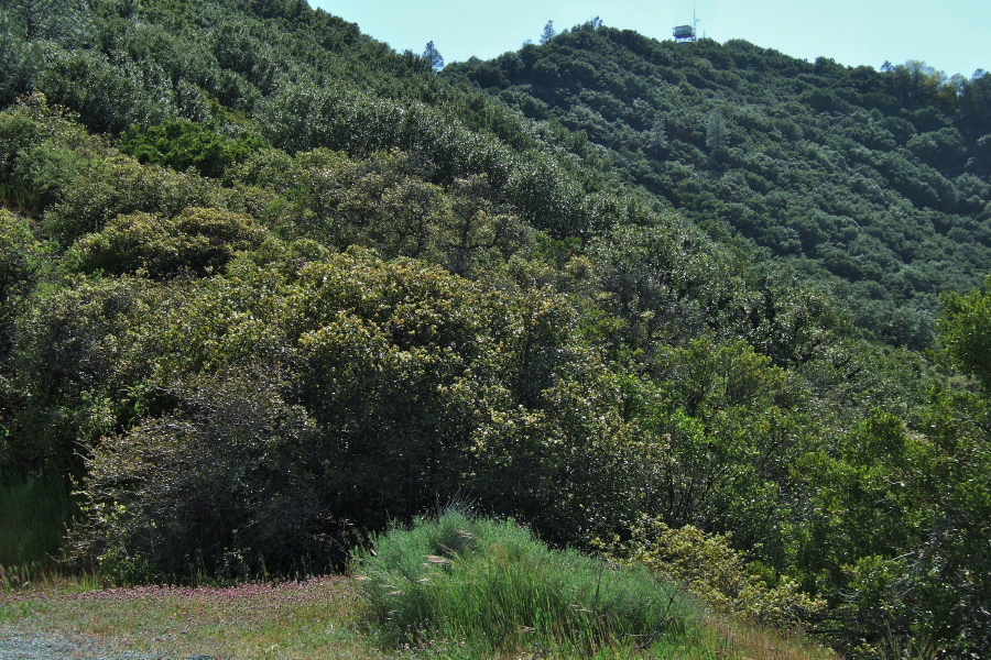 Copernicus Peak lookout tower.