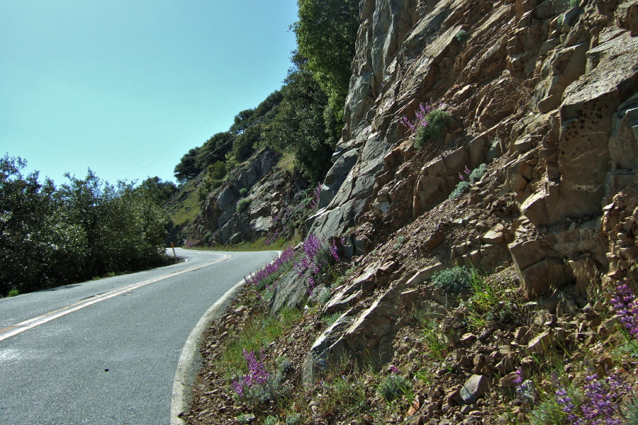 Lupines growing near the summit of San Antonio Valley Rd.