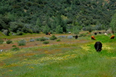 Cows graze amongst the flowers (2).