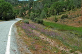 Lupines on Del Puerto Canyon Rd.