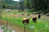 Cows graze amongst the flowers.