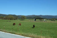 Horses and foal enjoy the green grass.