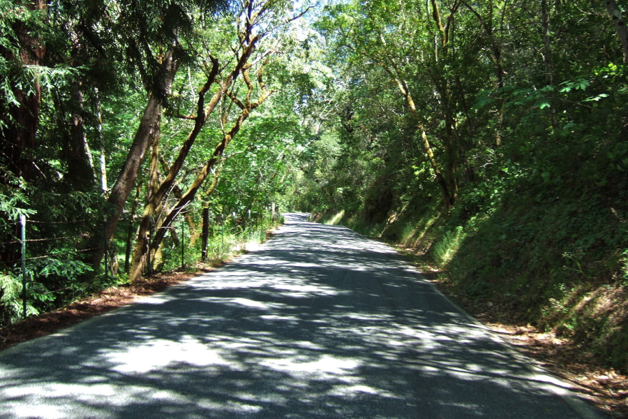 Redwood Retreat Rd. descends beneath a canopy of green.