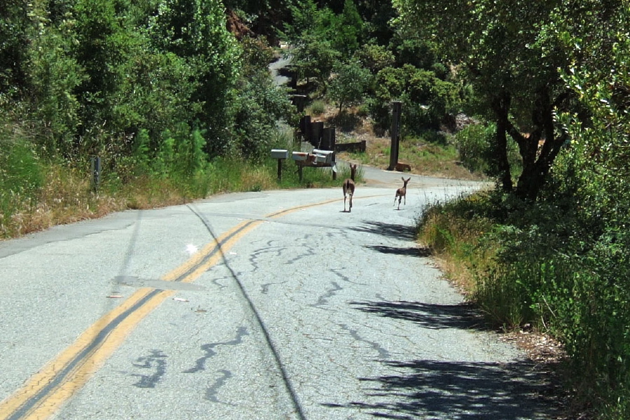 A doe and fawn run up the road on Highland Way.