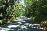 Redwood Retreat Rd. descends beneath a canopy of green.