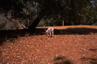 White deer in Mt. Madonna Park.