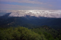 View from Mt. Tamalpais West Peak down into Muir Woods.
