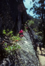 Penstemon Newberry (Mountain Pride) grows from a crack in the granite along the John Muir Trail.