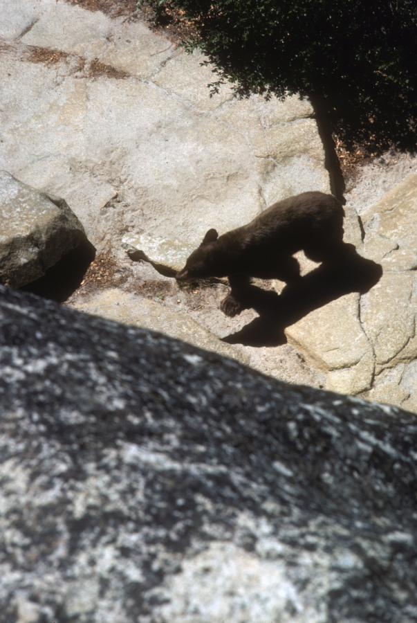 The Bear at Nevada Fall