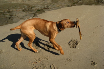 Kumba plays with a stick