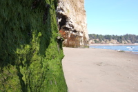 Moss covering lower part of cliff.