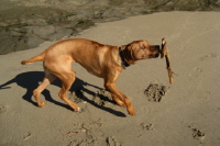 Kumba plays with a stick