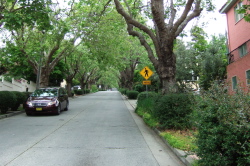 Climbing Marin Ave. beneath the stately sycamores