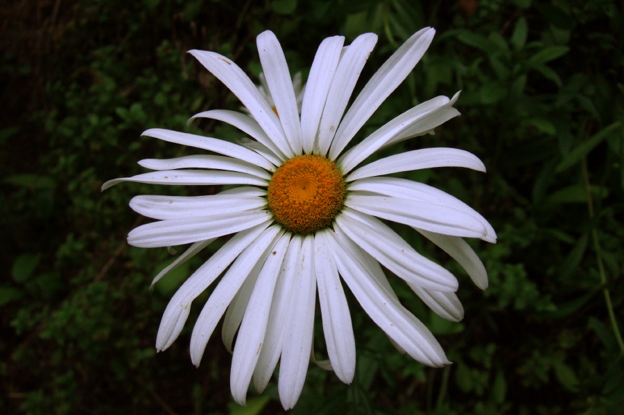 Large white daisy seen along the Old Haul Rd.