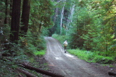 David passing the birches on the Old Haul Rd.