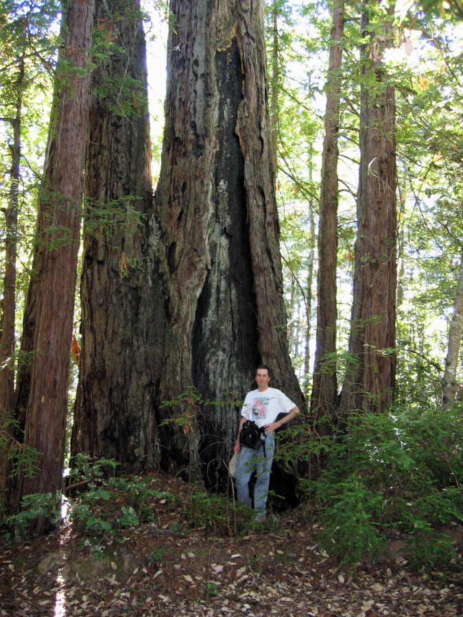 Bill standing next to the old redwood. (1680ft)