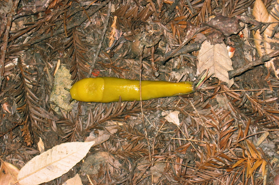 Banana Slug on the Basin Trail (2040ft)