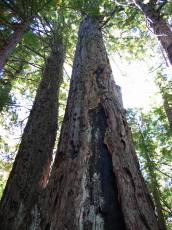A handsome old redwood on the Butano Ridge Rd. (1680ft)