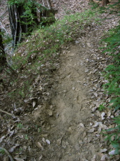 Horse hoof damage to the Basin Trail (2000ft)