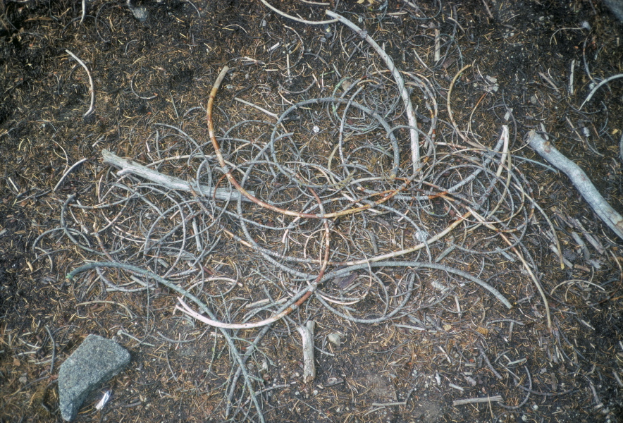 Circular twigs seen along the North Dome Trail