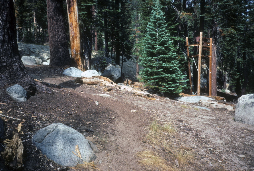 Deer near the trail back to Porcupine Flat