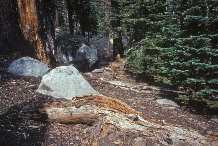 Deer near the North Dome Trail