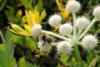 A bee makes busy with a flower.