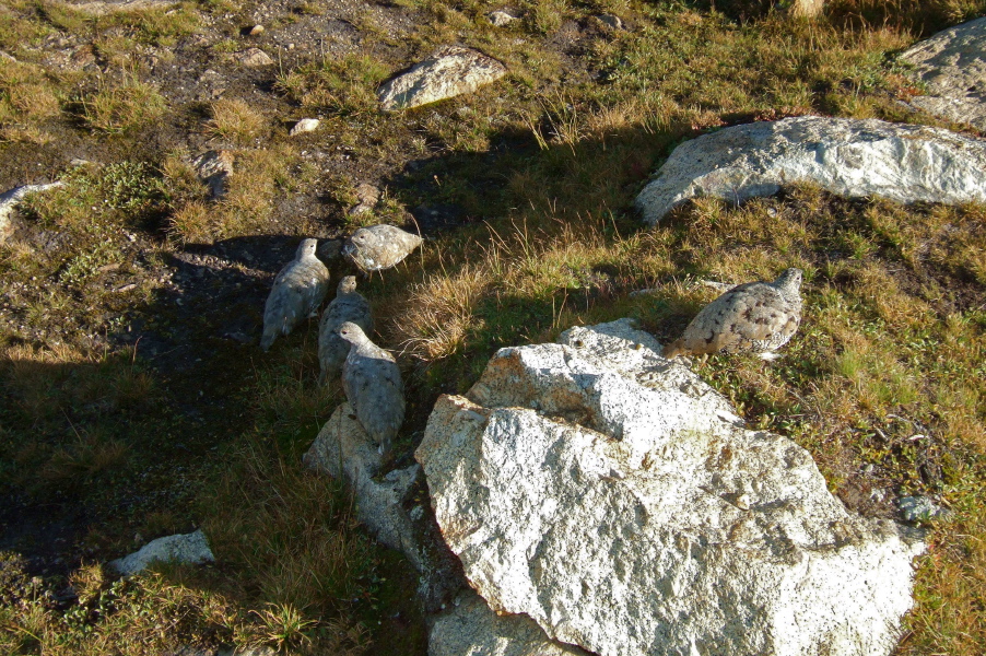 Young rock ptarmigans blending in with the rocks.