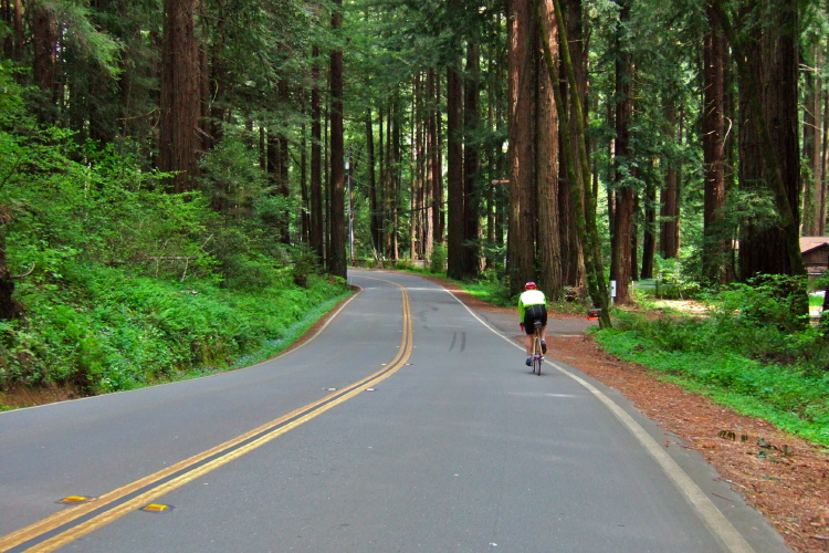 Passing through the redwoods on Lucas Valley Rd.