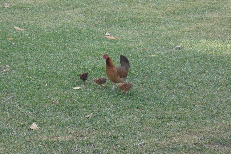 Hen with chicks in Wailua central square.