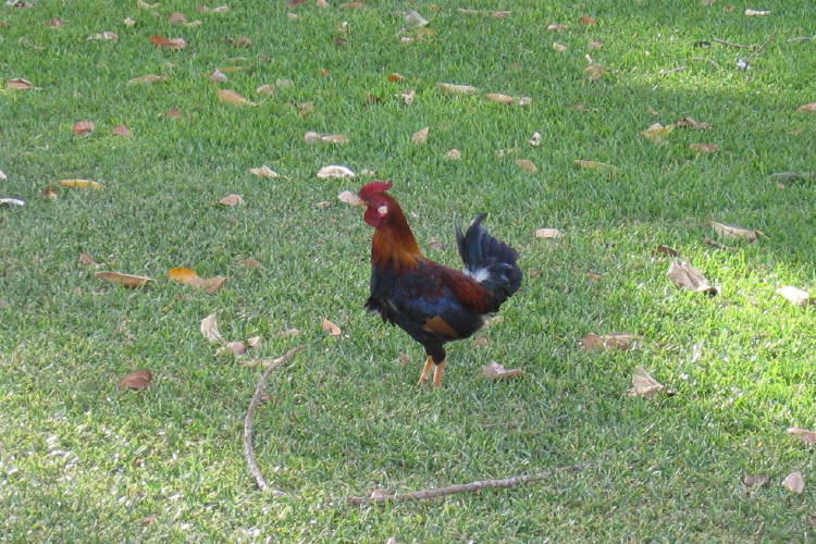 The rooster keeps his distance.