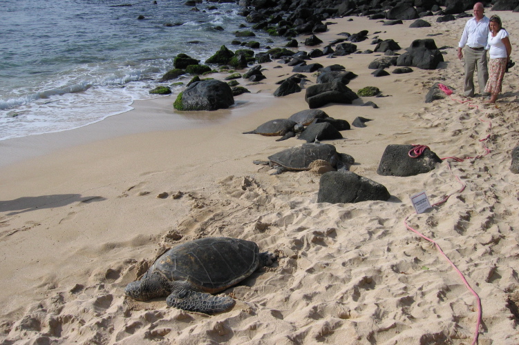 Sea turtles bask at Turtle Beach.