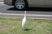 An egret in breeding plumage guards his turf.