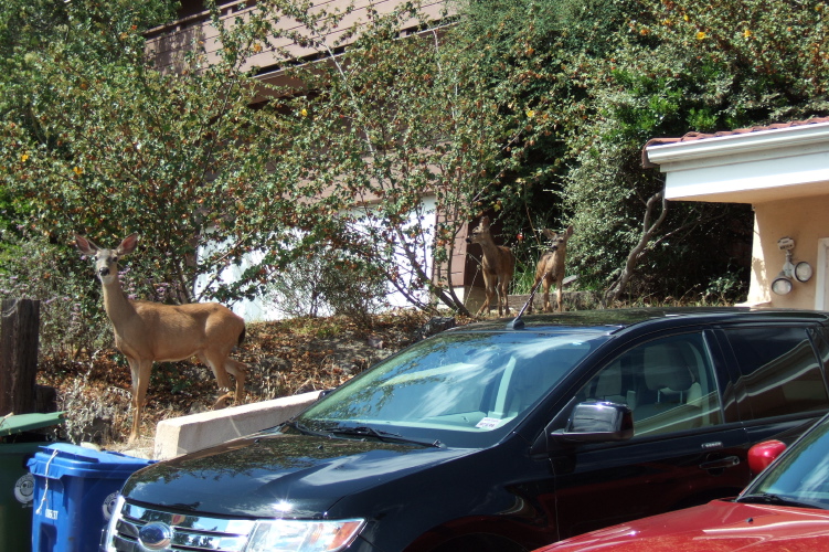 Deer stand in El Cerrito yard.