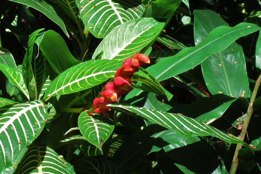 Hanging lobster claw (Heliconia rostrata) about to fully bloom