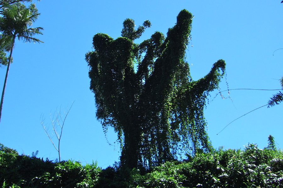 Tree completely covered by vines