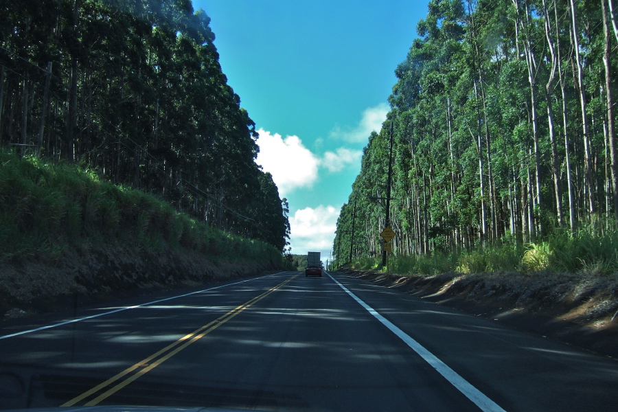 HI19 heads northwest through a line of eucalyptus.